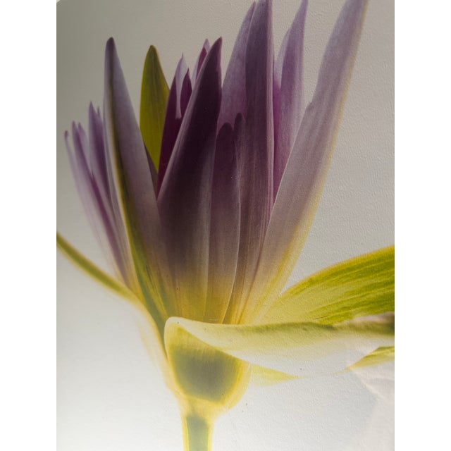 2000 - 2009 “Paul Solberg Signed Fine Art Photograph, Salute 2006, Limited Edition 20/20, Purple Water Lily Bloom Series Print, Botanical Wall Art” For Sale - Image 5 of 16