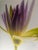 2000 - 2009 “Paul Solberg Signed Fine Art Photograph, Salute 2006, Limited Edition 20/20, Purple Water Lily Bloom Series Print, Botanical Wall Art” For Sale - Image 5 of 16