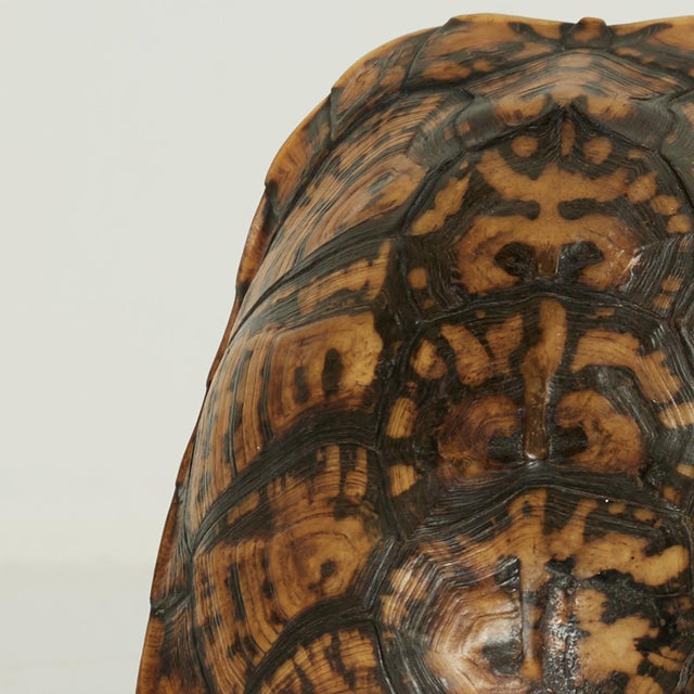 Antique Petite Box Turtle Shell For Sale - Image 11 of 13