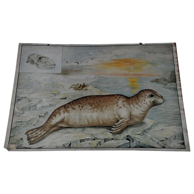 Paper Vintage Seal Marine Wildlife Wall Chart Poster For Sale - Image 7 of 7