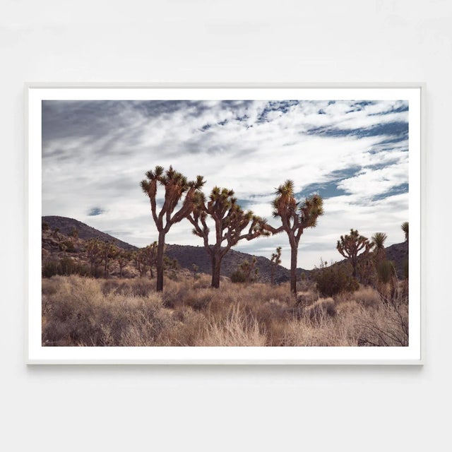 Contemporary "Trinity", Joshua Tree Limited Edition Photograph by Mark Frohman 48" X 32" For Sale - Image 3 of 4