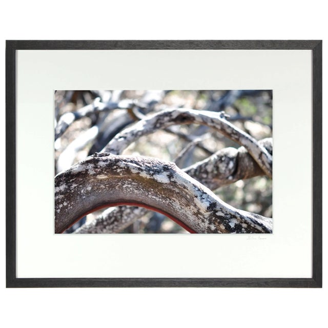 Gaetan Caron Gaétan Caron "Ligne De Vie" Mendocino, Ca Photograph 2012 For Sale - Image 4 of 5