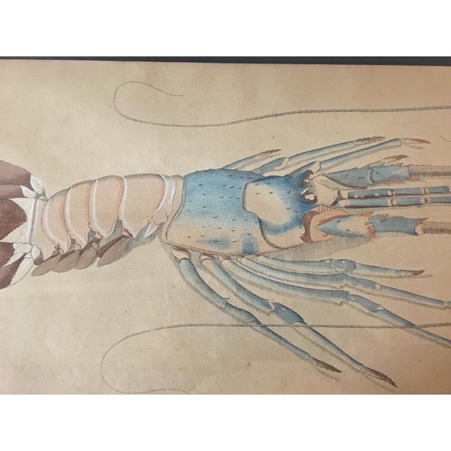 Ebony Group of Four Crustaceans Studies 1793 by f.d. Heidenreich For Sale - Image 8 of 18