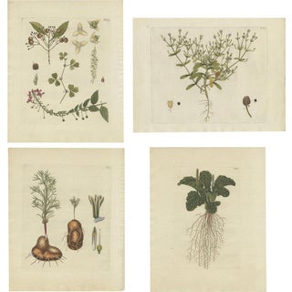 Jacquin, Various Plants, 1790, Set of 4 For Sale