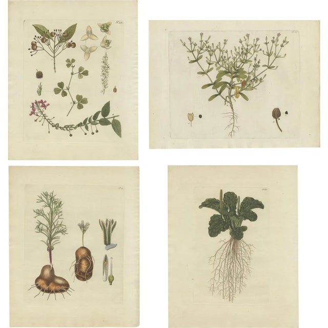 Jacquin, Various Plants, 1790, Set of 4 For Sale