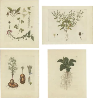 Jacquin, Various Plants, 1790, Set of 4