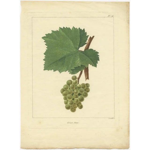Set of two antique engravings of various green/white grape varieties titled 'Griset Blanc - Meunier'. These prints...
