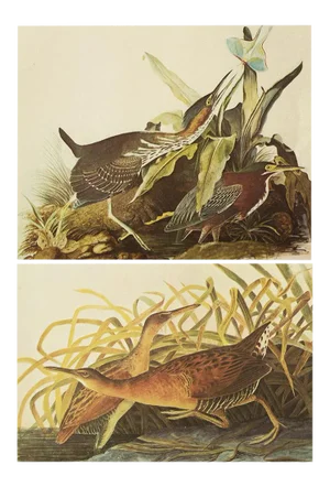 1966 Vintage Cottage Print "King Rail & Green Heron" After John James Audubon