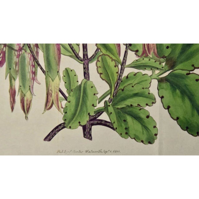 19th Century Flowering Air Plant: A 19th Century Hand-Colored Engraving by William Curtis , 1809 For Sale - Image 5 of 5