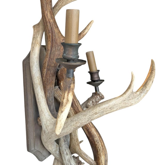 Pair of Fallow Deer Antler Sconces For Sale - Image 11 of 13