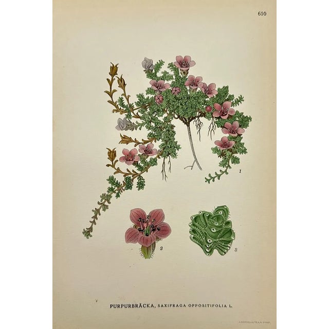 Carl Lindman Botanical Prints – Water Plants, Saxifrage & Alpine (1922), Set of 8 For Sale In Denver - Image 6 of 9