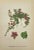 Carl Lindman Botanical Prints – Water Plants, Saxifrage & Alpine (1922), Set of 8 For Sale In Denver - Image 6 of 9