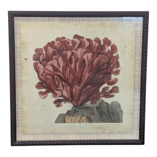 Framed “Red Coral on Rock” Natural History Print For Sale