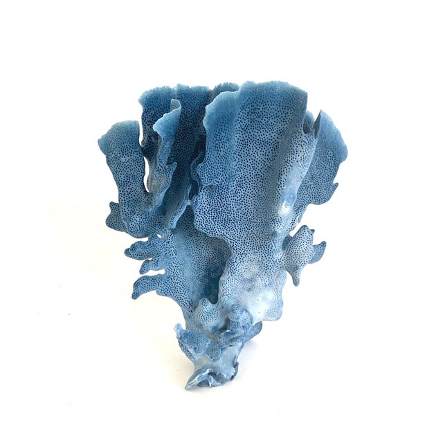 Natural Blue Coral Specimen Coastal Decor For Sale In Los Angeles - Image 6 of 7