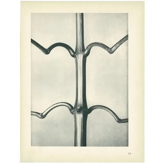 1928 Karl Blossfeldt Original Period Photogravure N19 of Hardy Indian Balsam For Sale - Image 4 of 6