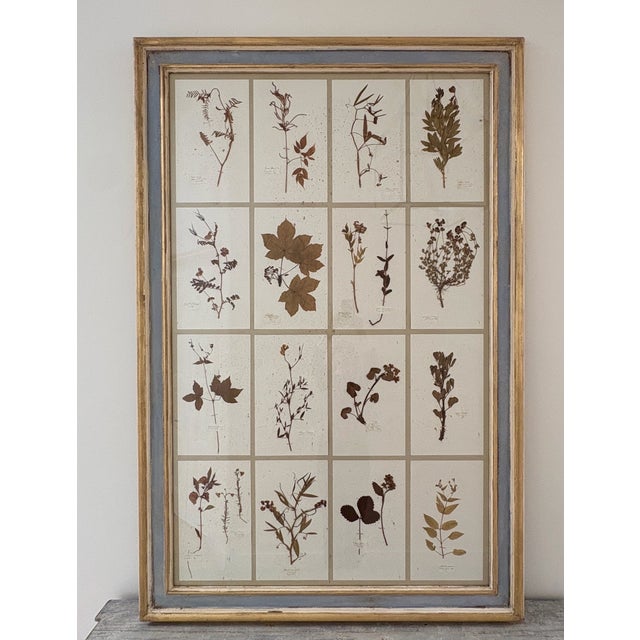 Large 19th Century French Mounted Botanical Herbiers For Sale - Image 4 of 16