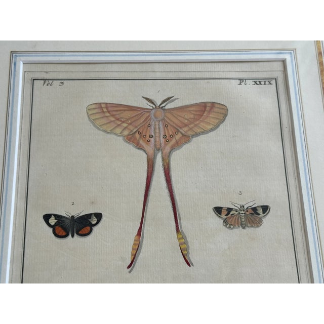 Late 18th Century Antique Natural History Moth Art Print For Sale - Image 5 of 11