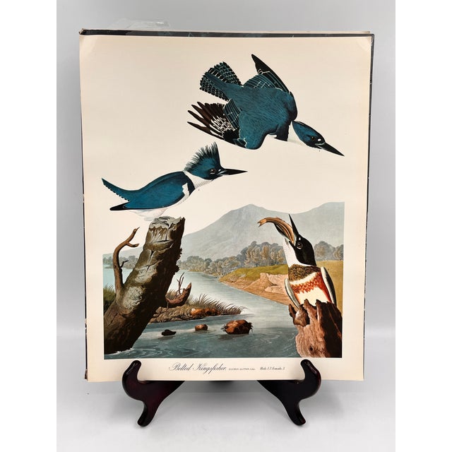 John James Audubon 1964 Audubon Folio Lithograph Great Bird Paintings – “Belted Kingfisher” 17x14 For Sale - Image 4 of 7