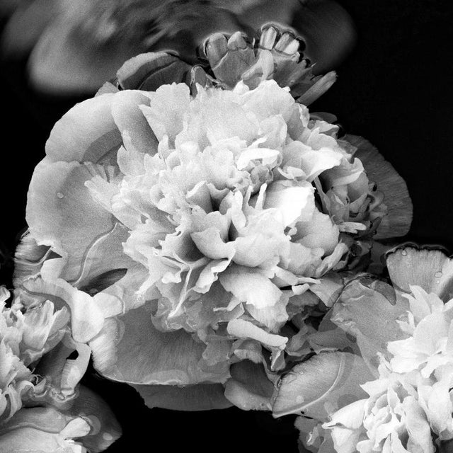 Peonies Afloat Limited edition of 5 Archival pigment print on Hahnemühle Photo Rag fine art paper 126x100cm + 4 cm white...