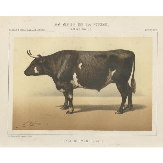 Borie, Normandy Ox, French Cattle Breed, 1863, Chromolithograph For Sale - Image 9 of 9