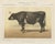Borie, Normandy Ox, French Cattle Breed, 1863, Chromolithograph For Sale - Image 9 of 9