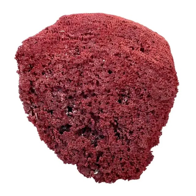 Large Natural Red Pipe Coral Specimen. #2 For Sale In Tampa - Image 6 of 8