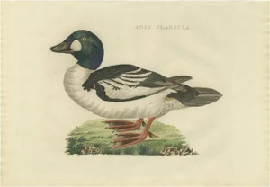 Sepp & Nozeman, Common Goldeneye, 1809, Paper