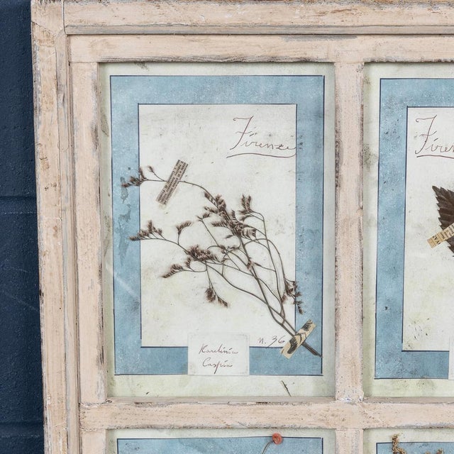 Large Italian Oak Frame Containing Pressed Flowers and Herbs, 1980s For Sale - Image 16 of 18