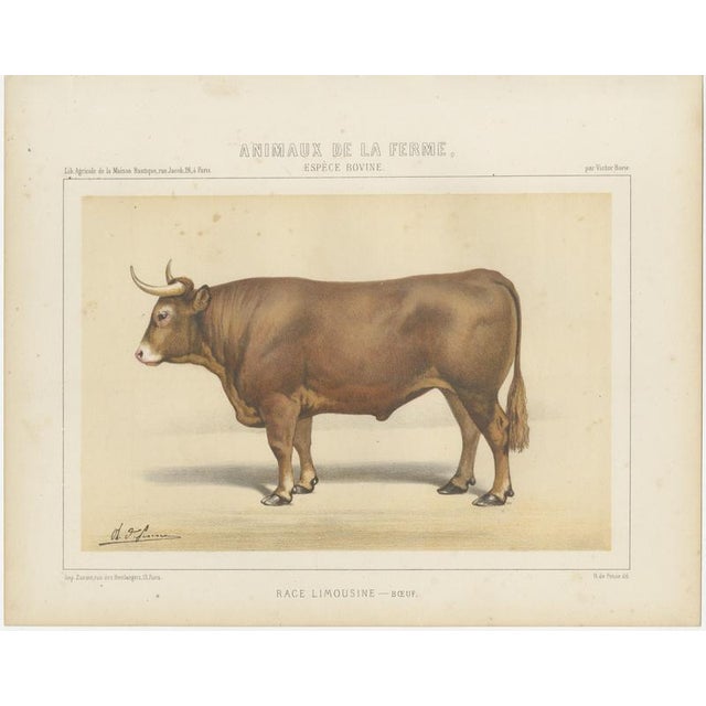 Borie, Limousin Ox, French Cattle Breed, 1863, Chromolithograph For Sale - Image 3 of 9