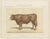 Borie, Limousin Ox, French Cattle Breed, 1863, Chromolithograph For Sale - Image 3 of 9