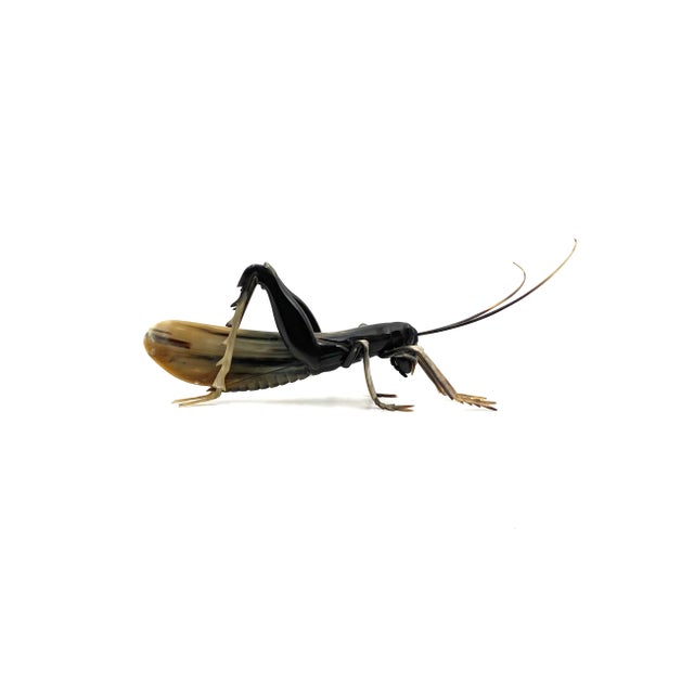 Mid-Century Hand-Crafted Horn Grasshopper, France 1960s For Sale - Image 4 of 12
