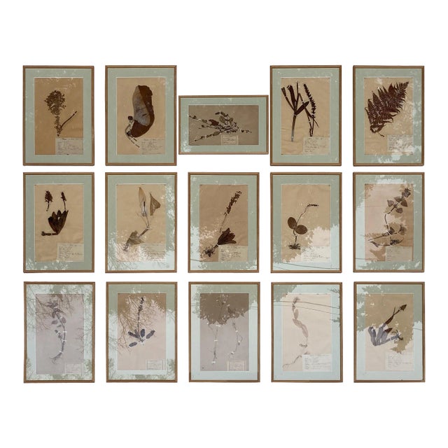 19th Century French Framed Botanical Specimens by G. Babou - Set of 15 For Sale