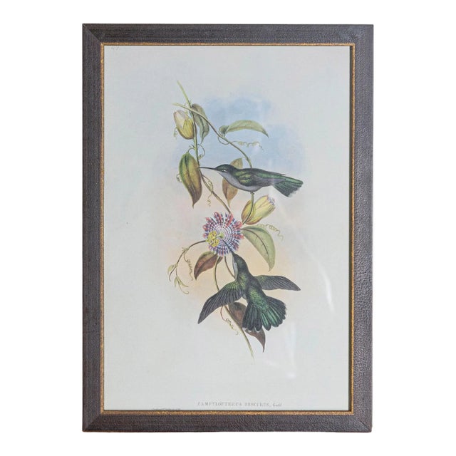 19th Century Bird Print - One of 24 For Sale