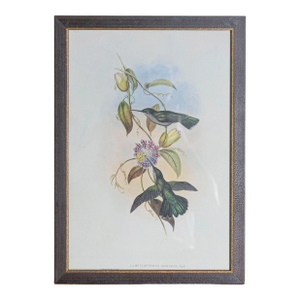 19th Century Bird Print - One of 24