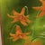 Michael A. Kalfke, Original Hyper Realism Oil Painting Hummingbird W Lillies '88 For Sale - Image 4 of 6