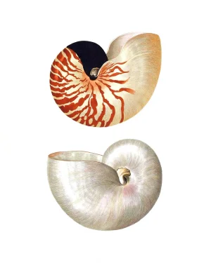 Reproduction Coastal Shells Curiosities Print – 16" X 20"