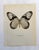 Up for sale is this gorgeous lithograph by F. Prochazka, published in Great Britain in 1965. It is in excellent, gently-...