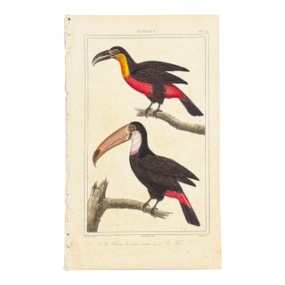 Toco Toucan Lithograph, 1828 | Hand-Colored Antique Bird Print, Buffon For Sale