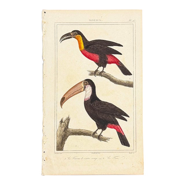 Toco Toucan Lithograph, 1828 | Hand-Colored Antique Bird Print, Buffon For Sale