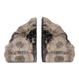Vintage Petrified Wood Bookends - a Pair For Sale