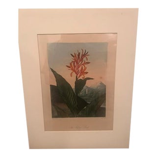 Early 19th Century Indian Reed - Botanical - Robert John Thorton For Sale