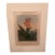 Early 19th Century Indian Reed - Botanical - Robert John Thorton For Sale