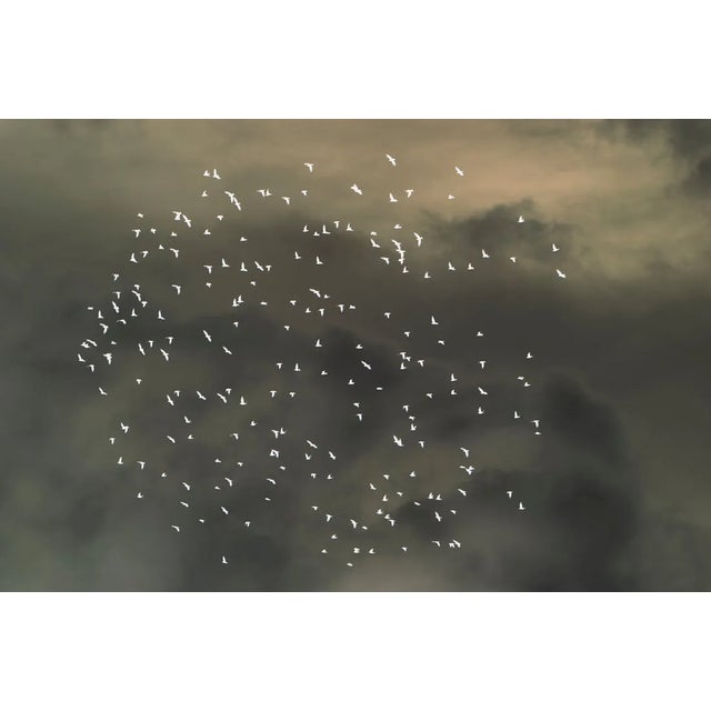 Mint Images, Starlings Flying Across Overcast Sky, Photographic Paper For Sale