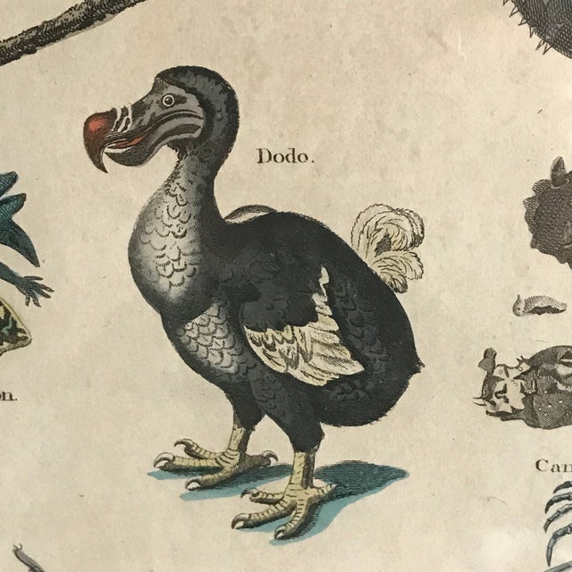 Pair 19th C Hand Colored Engravings of Extinct Species For Sale - Image 4 of 15