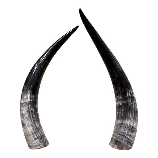 Dramatic Dark Ankole Watusi Horn Pair – 28” Polished Ugandan Horns – Ralph Lauren Safari Style For Sale