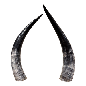 Dramatic Dark Ankole Watusi Horn Pair – 28” Polished Ugandan Horns – Ralph Lauren Safari Style