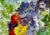 Giclee Fine Art Print “Iceland Poppies and Sweet Peas”Watercolor Painting For Sale - Image 4 of 11
