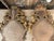 Pair of 19th Century Italian Louis XV Carved Giltwood Wall Mirrors For Sale - Image 10 of 10
