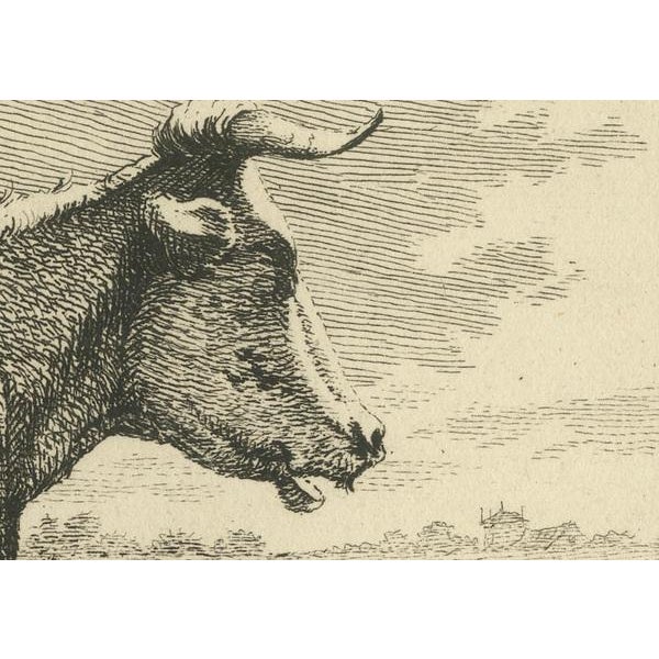 Anthony Oberman, Resting Cow, 1810, Etching on Paper For Sale - Image 3 of 8