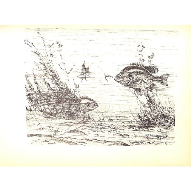 "Fish by Schaldach" 1937 Schaldach, William (Inscribed) For Sale In New York - Image 6 of 12